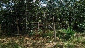 IMG-20160103-WA0006