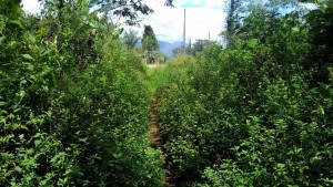 IMG-20160103-WA0008
