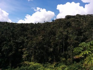 oliverio2