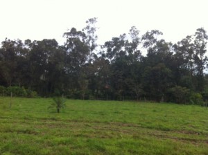 lote Chino Ballesterosref3