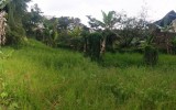 lote cata5 - copia