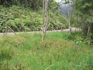lote lolo3