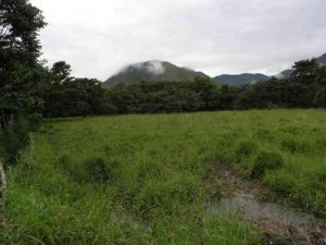 lote lolo4