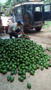 2.5 Hac sembradas con palta